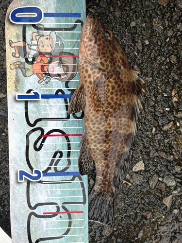 オオモンハタの釣果
