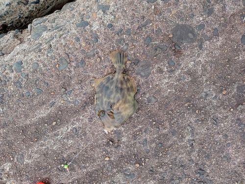 カワハギの釣果