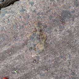 カワハギ
