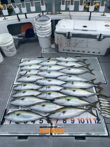ハマチの釣果