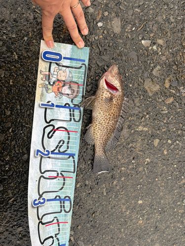 オオモンハタの釣果