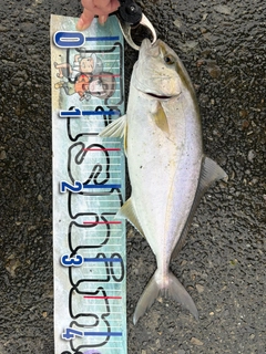 シオの釣果