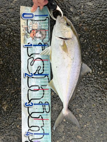 シオの釣果