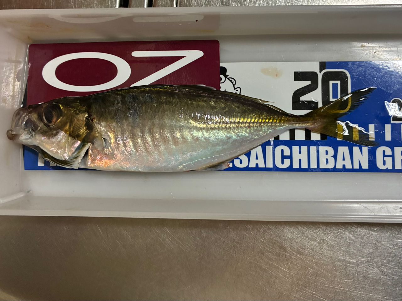 マアジ
