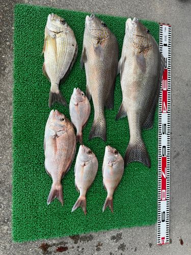 コロダイの釣果