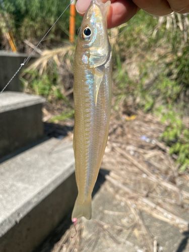 キスの釣果