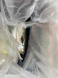 マサバの釣果