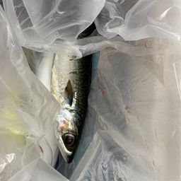 マサバ