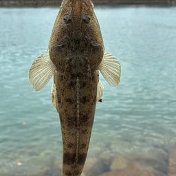 マゴチ