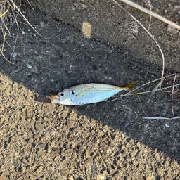 アジ