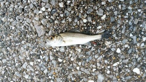 セイゴ（マルスズキ）の釣果