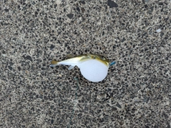 シロサバフグの釣果