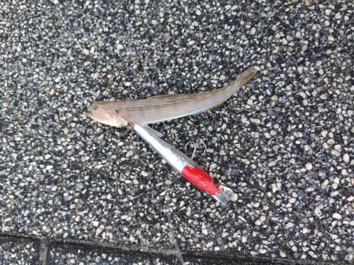 エソの釣果