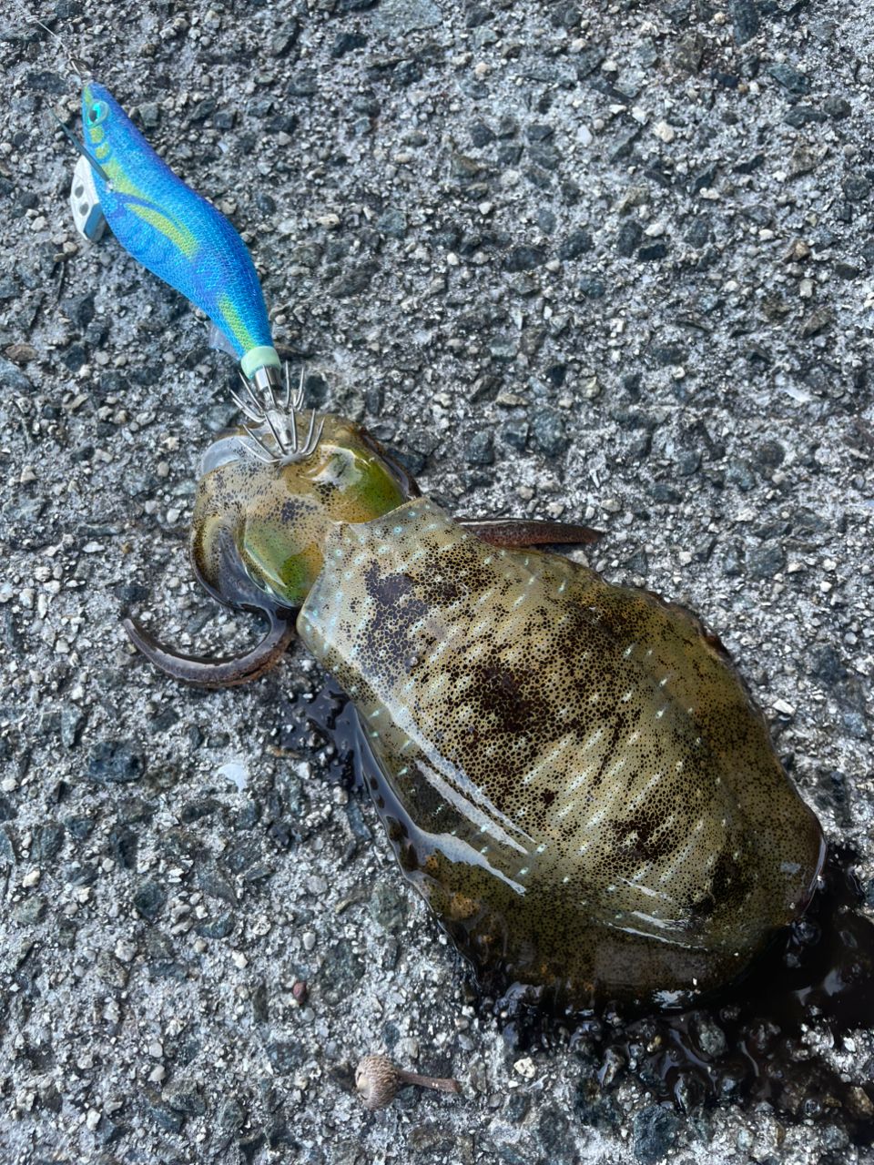 DAIWA 20エメラルダス AIR AGS 75MLMの最安値・インプレ・釣果 | 本音