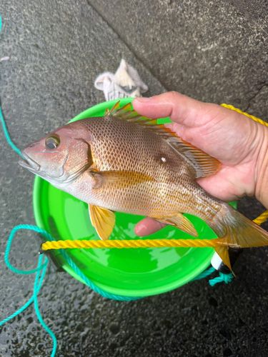 フエダイの釣果