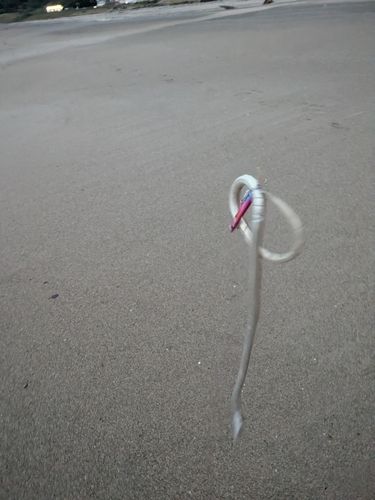 伊良湖岬灯台