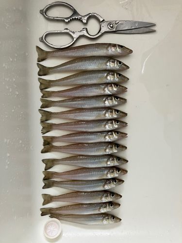 キスの釣果