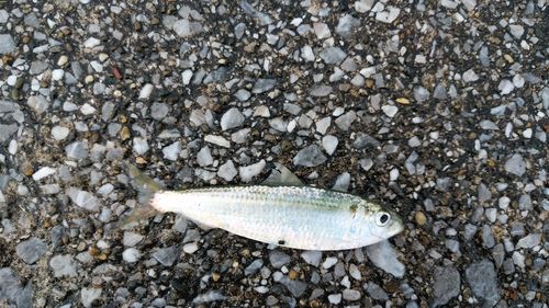 サッパの釣果