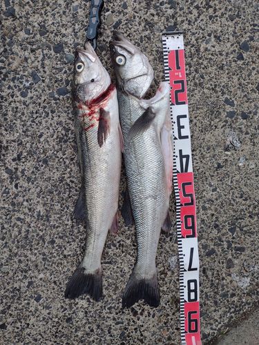 スズキの釣果