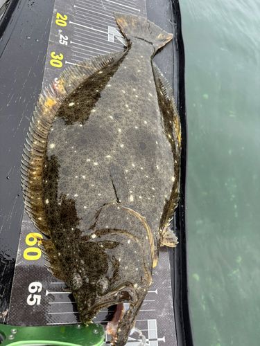 ヒラメの釣果