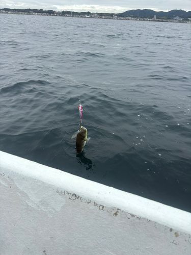 シロサバフグの釣果