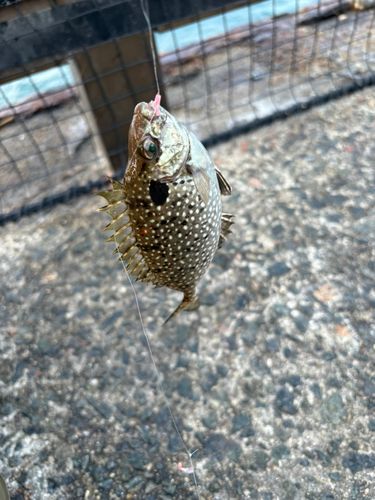 釣果