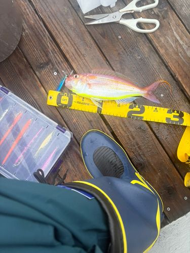 イトヨリダイの釣果