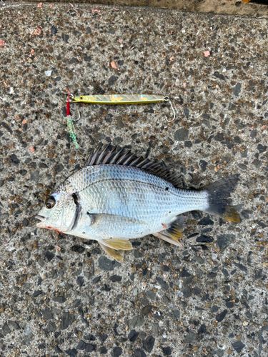 キビレの釣果