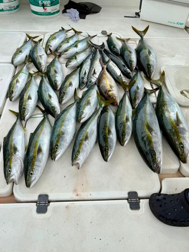 シオの釣果