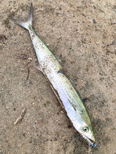 サゴシの釣果