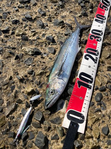 サゴシの釣果