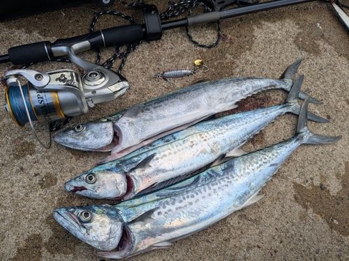 サゴシの釣果