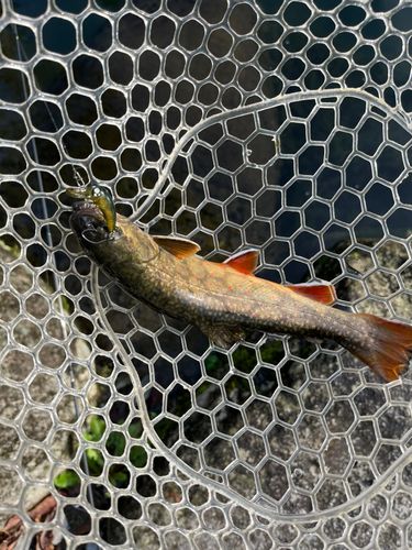 ブルックトラウトの釣果