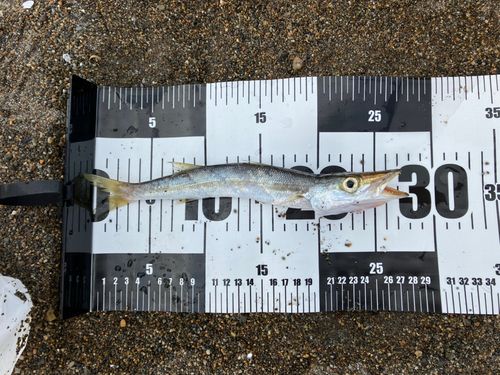 カマスの釣果
