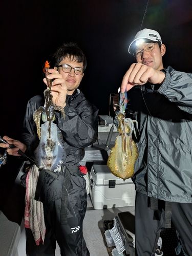 アオリイカの釣果