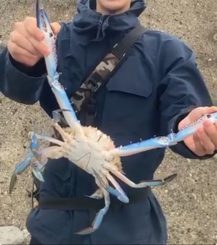 タイワンガザミの釣果