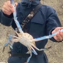 タイワンガザミ