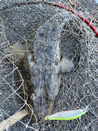マゴチの釣果