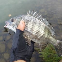 クロダイ
