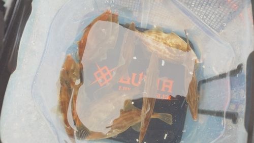 ウマヅラハギの釣果