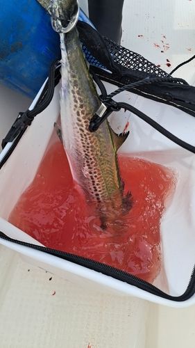 サゴシの釣果