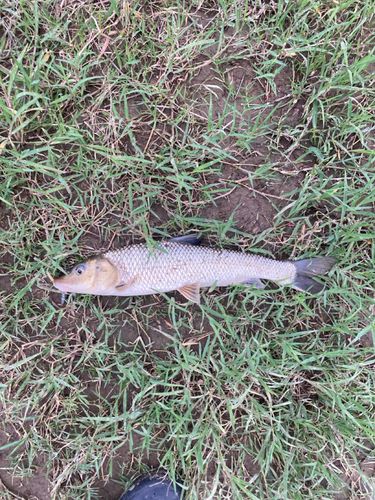 ニゴイの釣果