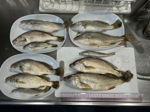 イシモチの釣果