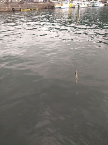 トウゴロウイワシの釣果