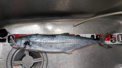 サゴシの釣果