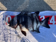 イシダイの釣果