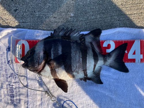 イシダイの釣果
