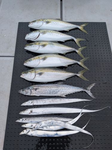 ブリの釣果