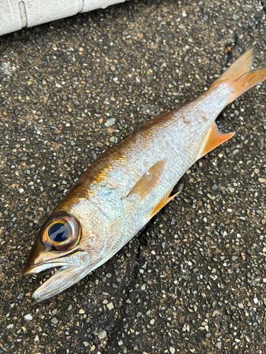 クロムツの釣果