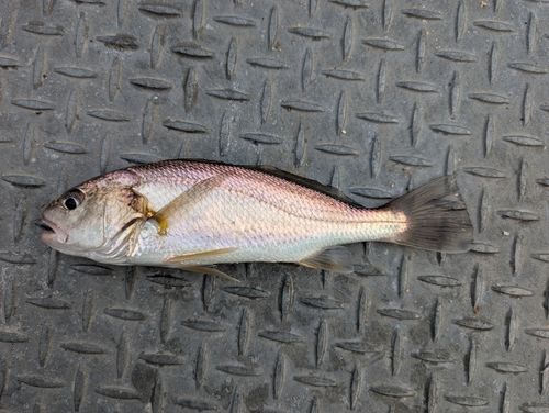 イシモチの釣果
